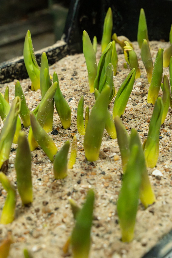 Groene kiemplanten die uit zandgrond groeien.