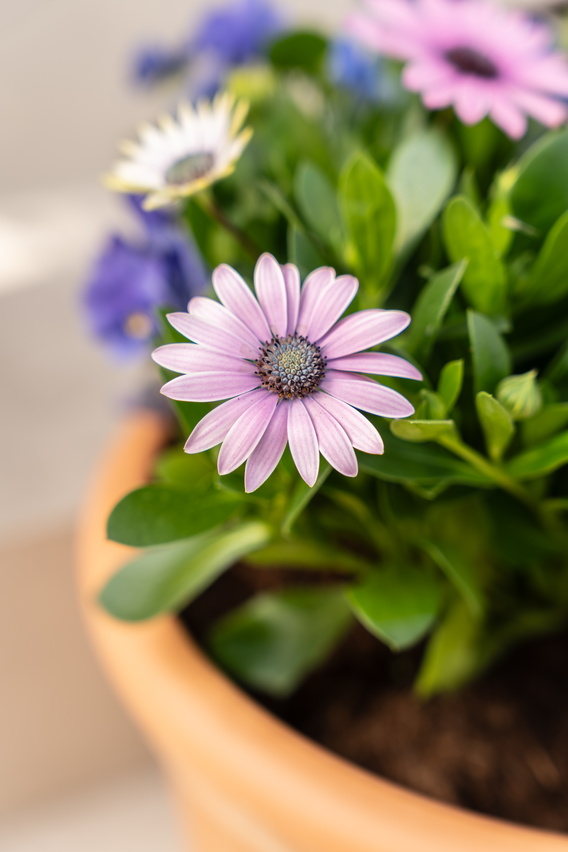 Paarse en witte bloemen in terracottapot, close-up