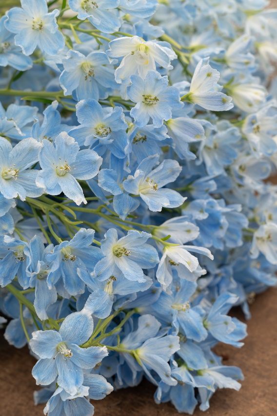 Bos lichtblauwe delphinium bloemen op houten ondergrond