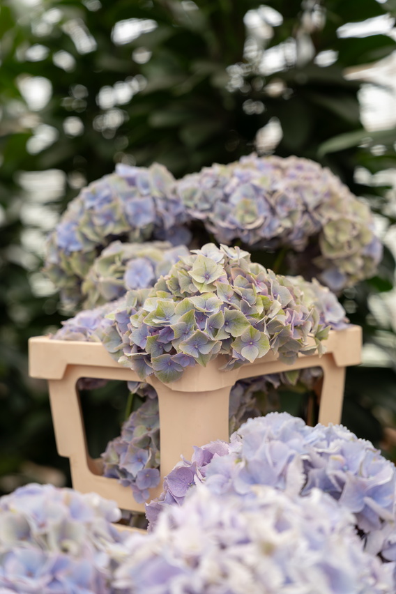 Lichtpaarse hortensia’s op een beige krukje in een groene serre