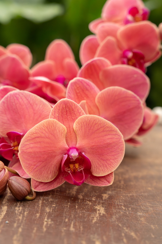 Close-up foto van roze orchideeën op een houten tafel.