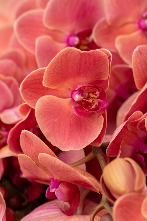 Close-up foto van roze orchideeën in bloei