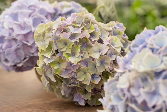 Close-up van pastelgekleurde hortensia’s op een houten tafel buiten