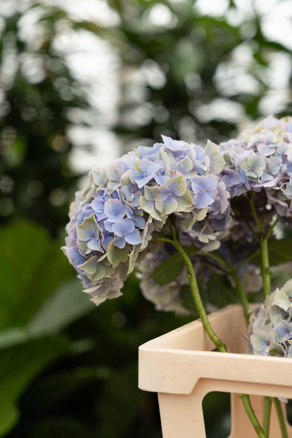 Blauwe hortensia in een witte vaas op een tafel, met groene achtergrond.