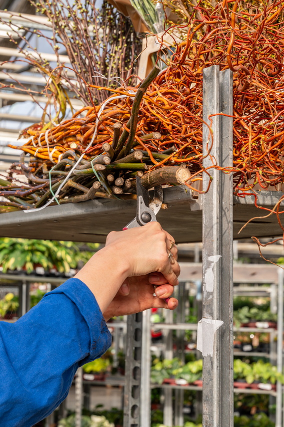 Hand met blauwe mouw houdt bundel oranje takken vast bij metalen rek in tuincentrum