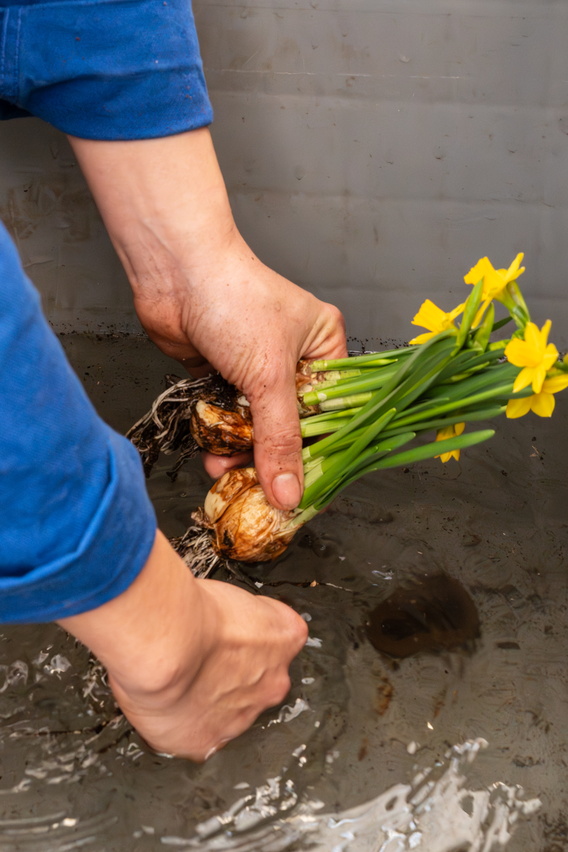 Handen in water houden gele narcissen met bollen vast, blauwe mouwen zichtbaar