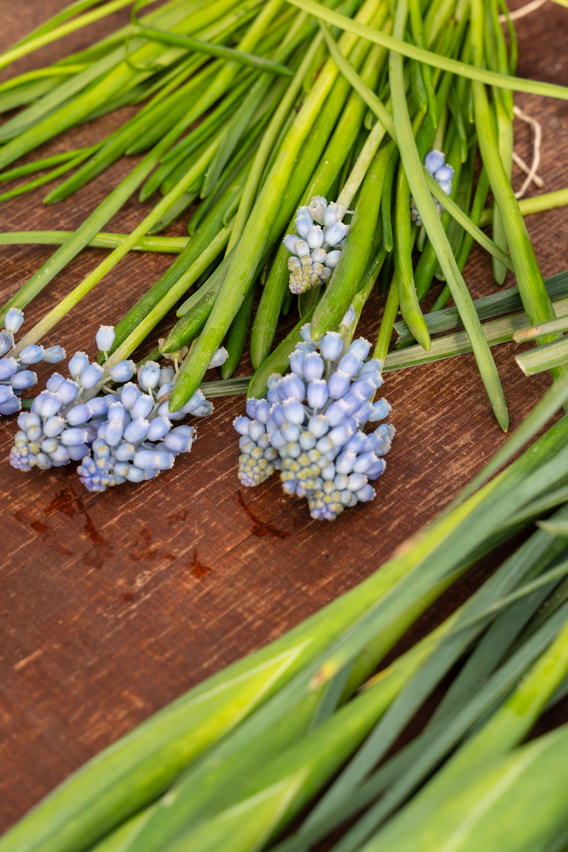 Close-up van blauwe druifhyacinten op een houten tafel met groen blad