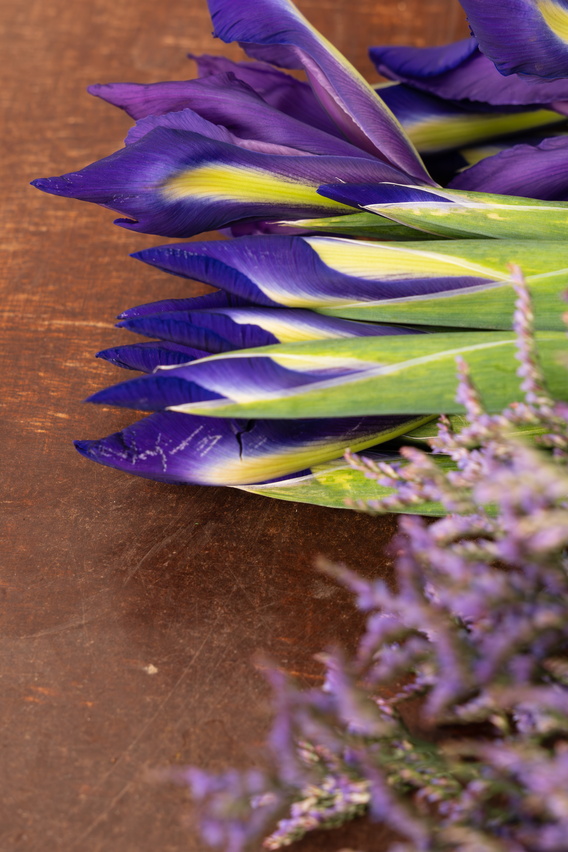 Paarse iris bloemen met groene stelen op roestbruine ondergrond