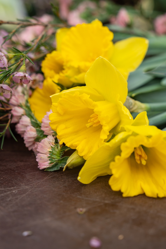 Gele narcissen in close-up met roze bloemen op de achtergrond
