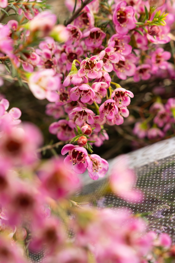 Close-up van roze waxflowers met zachte onscherpe achtergrond