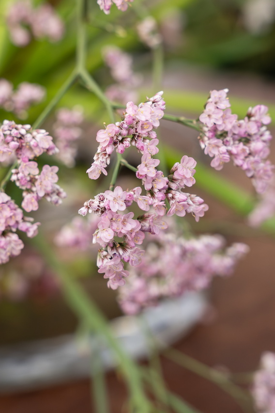 Roze limonium takjes met onscherpe groene achtergrond, close-up.