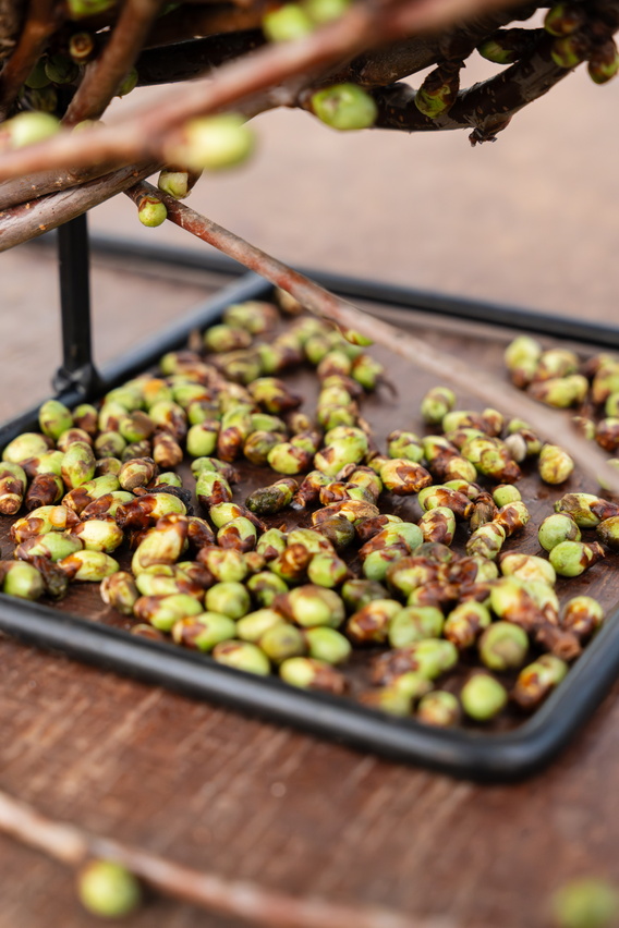 Bakje met groene en bruine olijven op houten tafel, tak met olijven erboven
