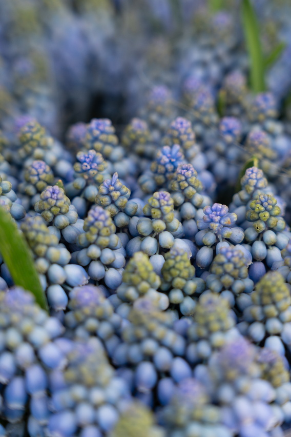 Close-up van blauwe muscari bloemknoppen met groene bladeren.