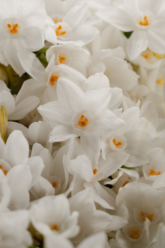 Close-up van witte bloemen met oranje hartjes, zacht verlicht.