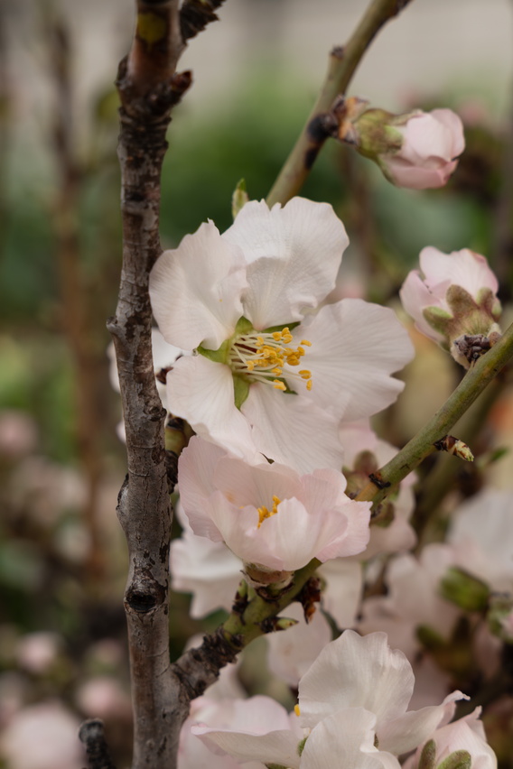 Close-up foto van roze prunus bloesem aan een tak met zachte achtergrond