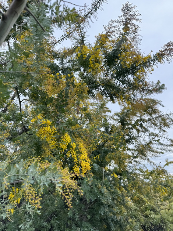 Gele bloesems aan boomtakken tegen grijze lucht, groene bladeren op de voorgrond.