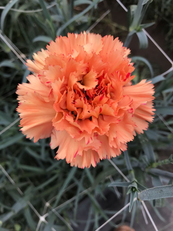 Oranje anjer in bloei tussen groene bladeren