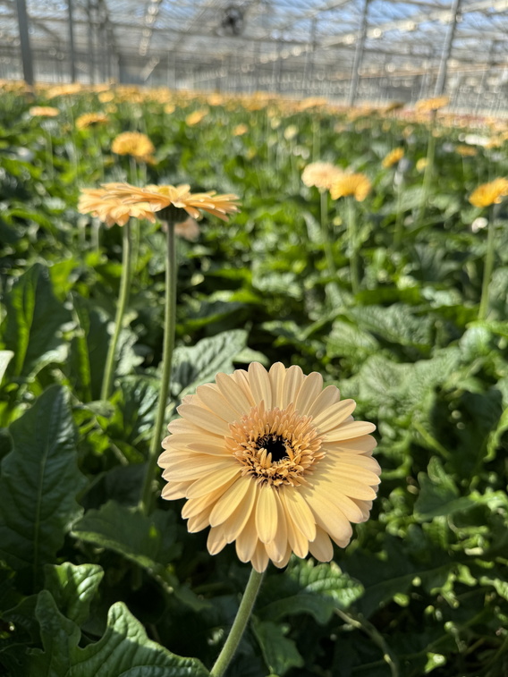 Gele gerbera in scherpe focus in een veld met gele bloemen, kas op de achtergrond.