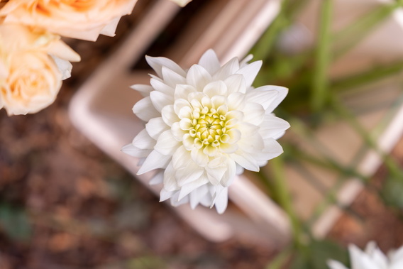 Witte bloem met gele kern in close-up, met een vaag houten bakje op de achtergrond