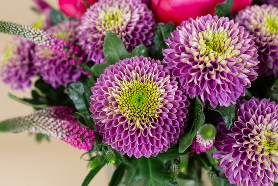 Boeket met paarse en roze chrysanten met groene bladeren