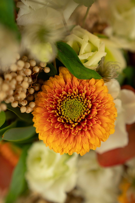Oranje chrysant met groene kern tussen witte bloemen, close-up foto