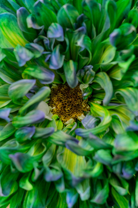 Close-up van groene bloem met paarsige blaadjes en bruin hart