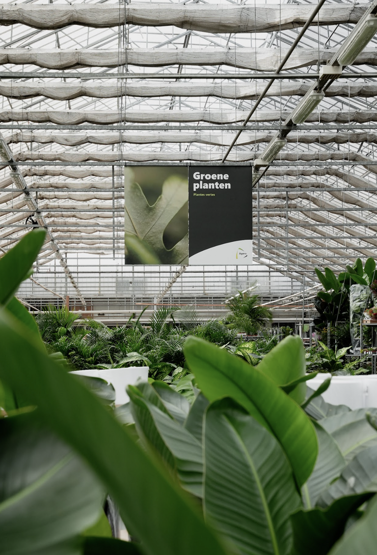 Banner in een kas met grote groene bladeren op de voorgrond