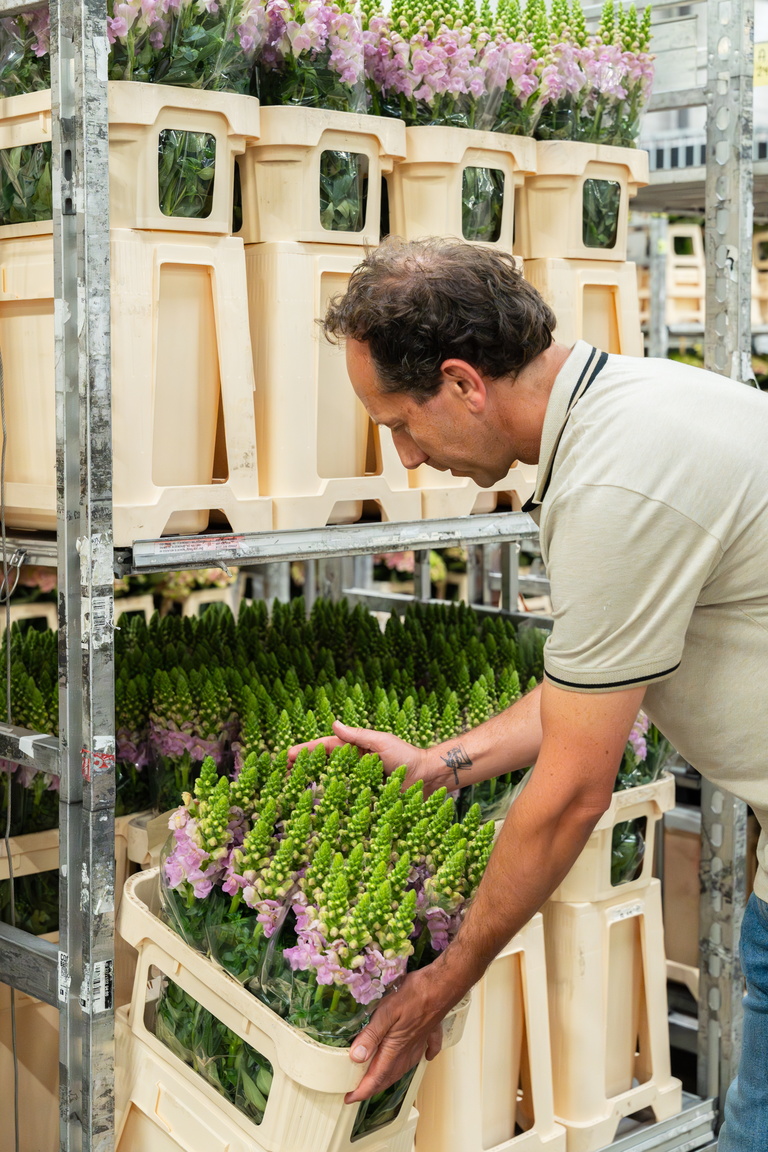 Man inspecteert paarse bloemen bij stapels houten kratten in een tuincentrum.