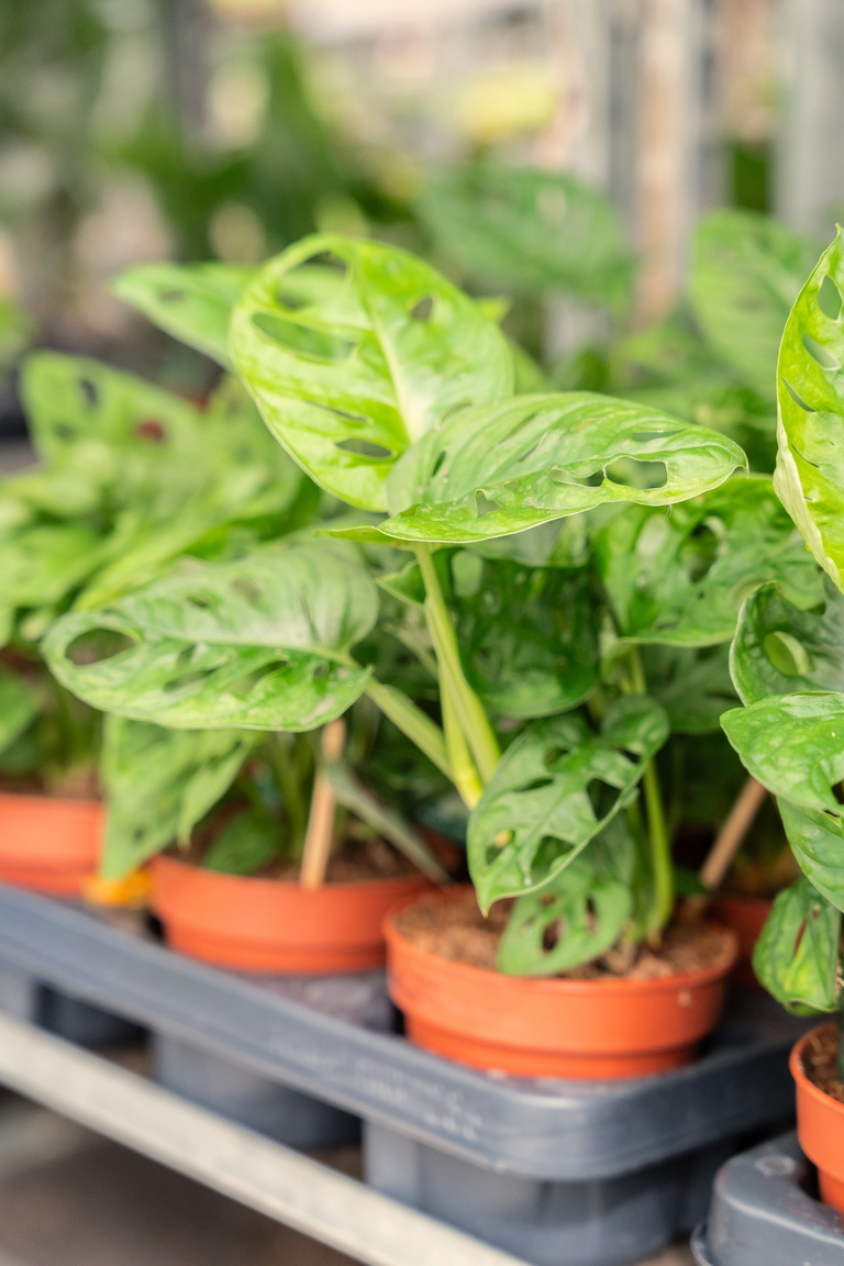 Groene, bontgekleurde plantjes in oranje potjes op een kweektafel