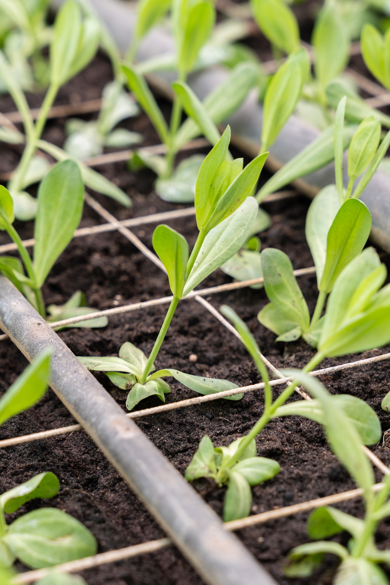 Jonge groene plantjes in aarde met druppelslang ertussen