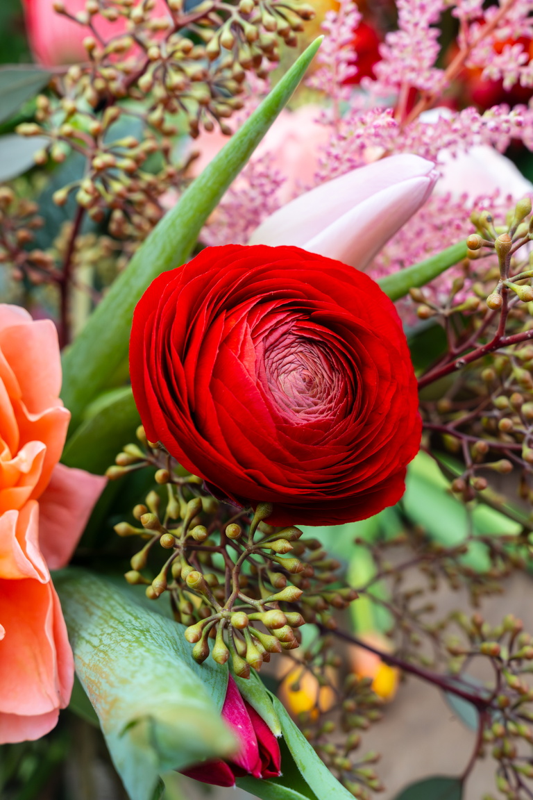 Red ranunculus among pink flowers and green leaves in close-up