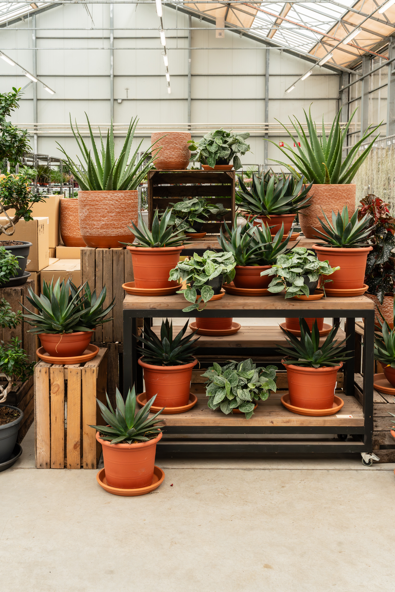 Planten in terracotta potten op houten rek in een lichte kas.