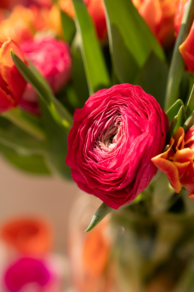 Close-up van felroze ranonkel met groene bladeren en oranje bloemen op achtergrond