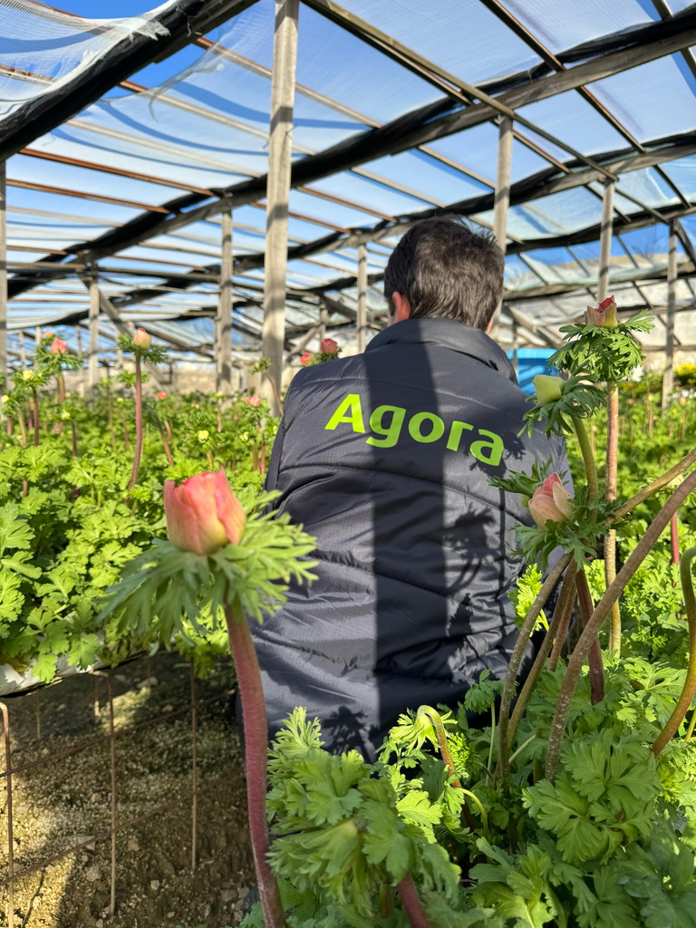 Man met rug naar camera in kas, omringd door groene planten en één roze knop