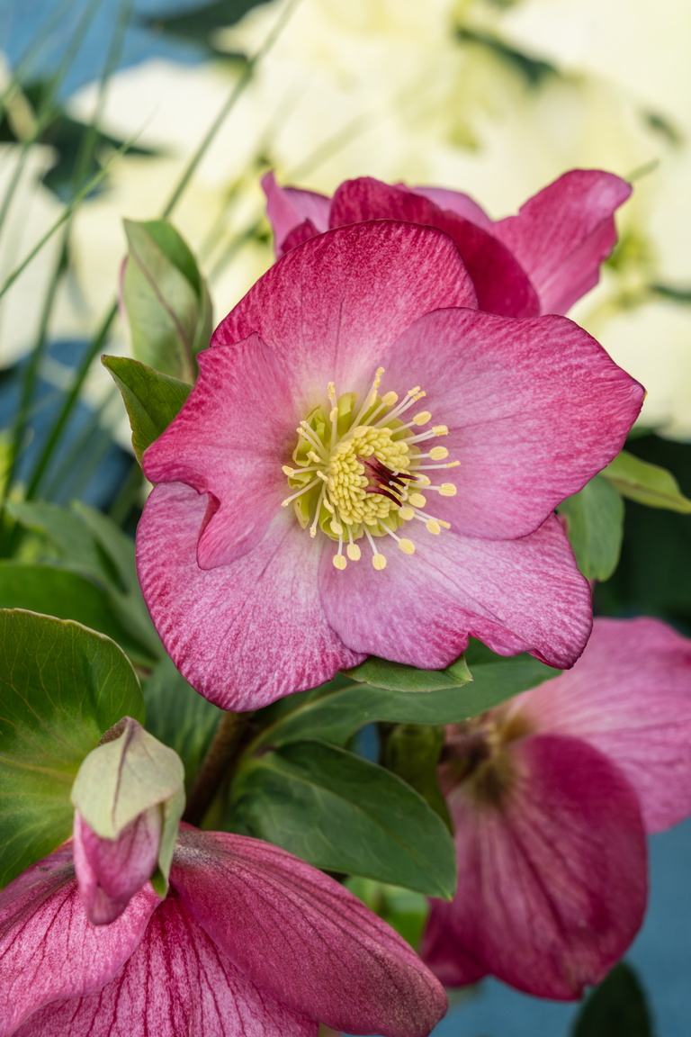 Roze bloem met gele kern en groene bladeren op de achtergrond