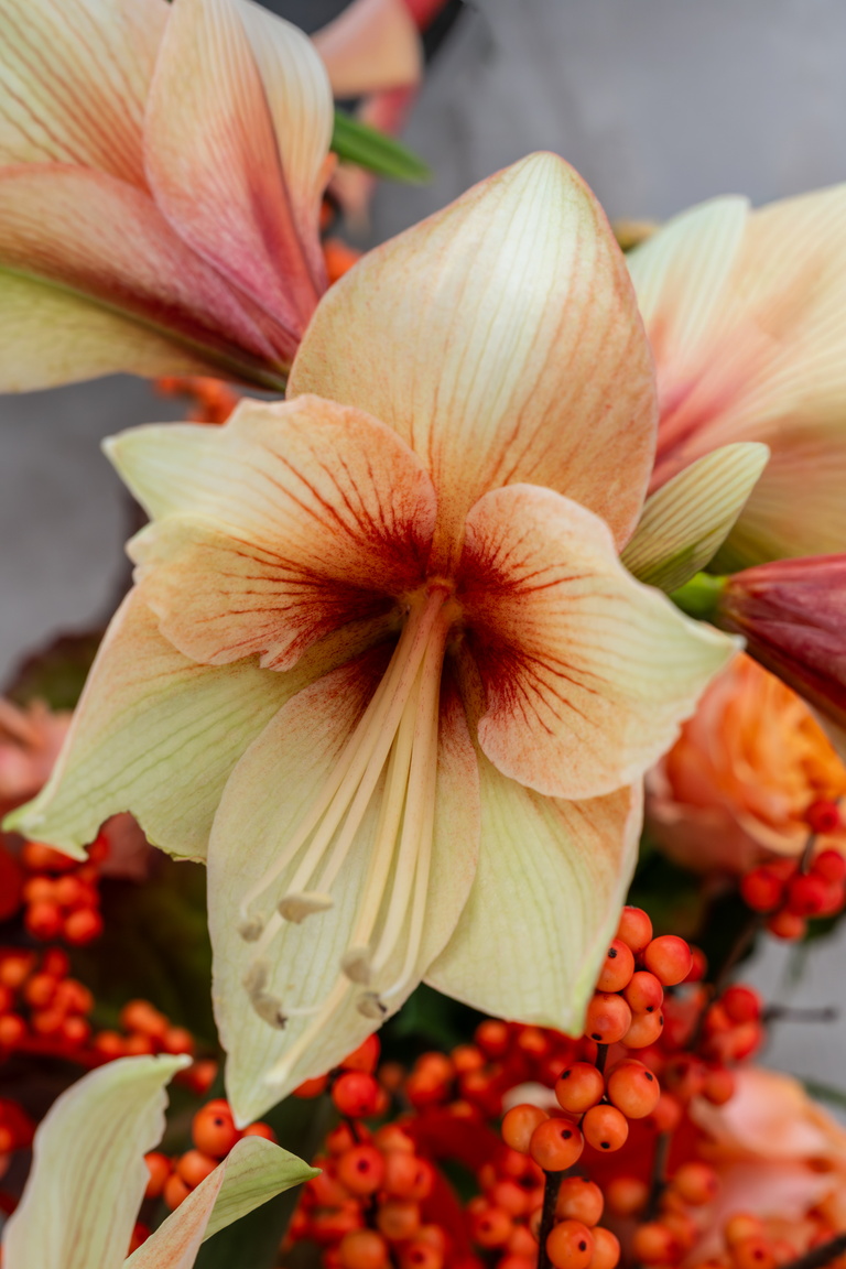 Close-up foto van een lichtgele amaryllis met rood hart en bessen op achtergrond
