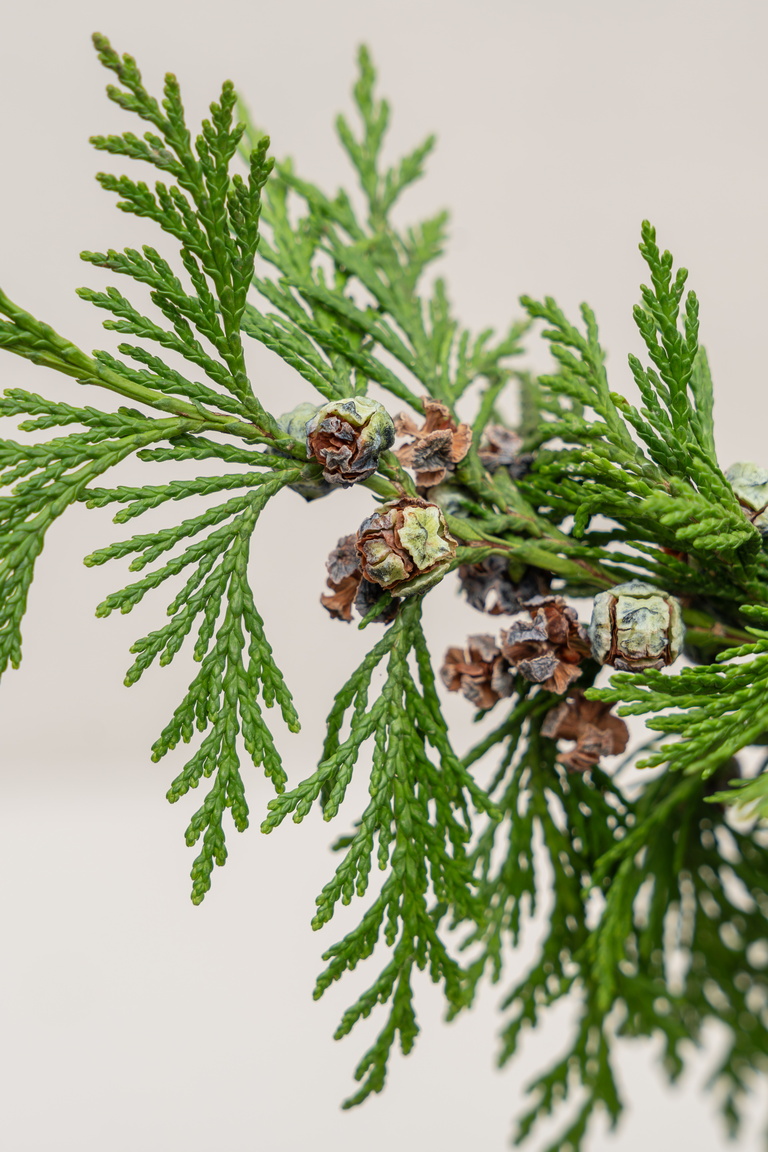 Close-up of bees on a green conifer branch against a gray background