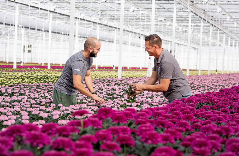 Twee mannen verzorgen bloemen in een kleurrijke kas.