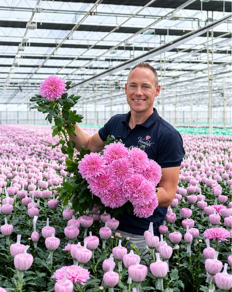 Man houdt roze chrysanten vast in een kas vol roze bloemen.