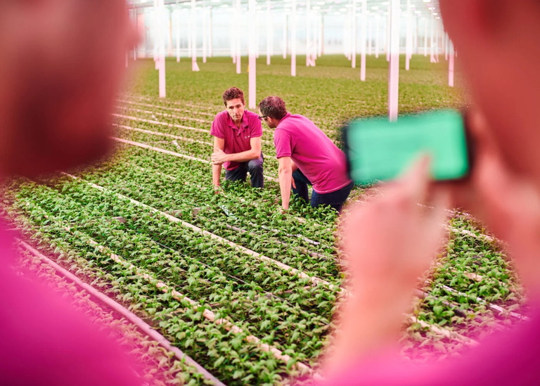 Twee personen werken in een kas tussen rijen groene planten, gefotografeerd door iemand met telefoon