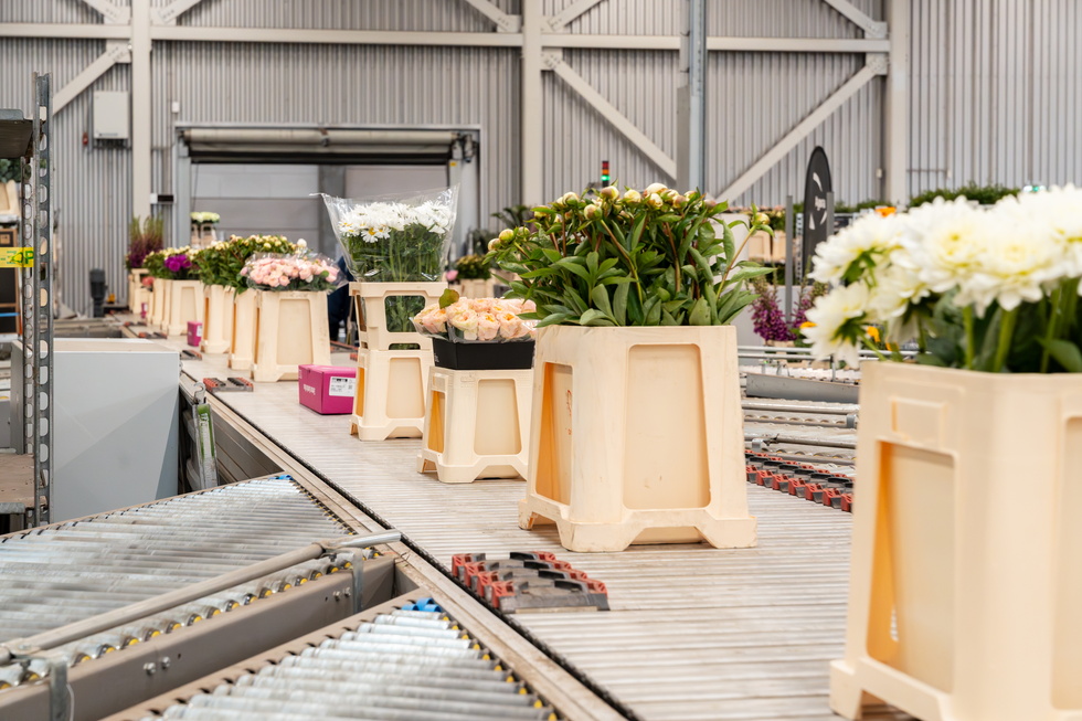 Houten kisten met potplanten op lopende band in een kas of werkruimte