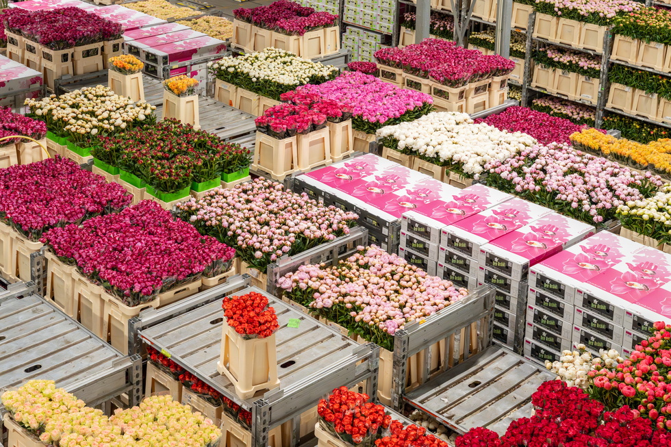 Luchtfoto van bloemenkisten in magazijn, vooral roze en rode bloemen