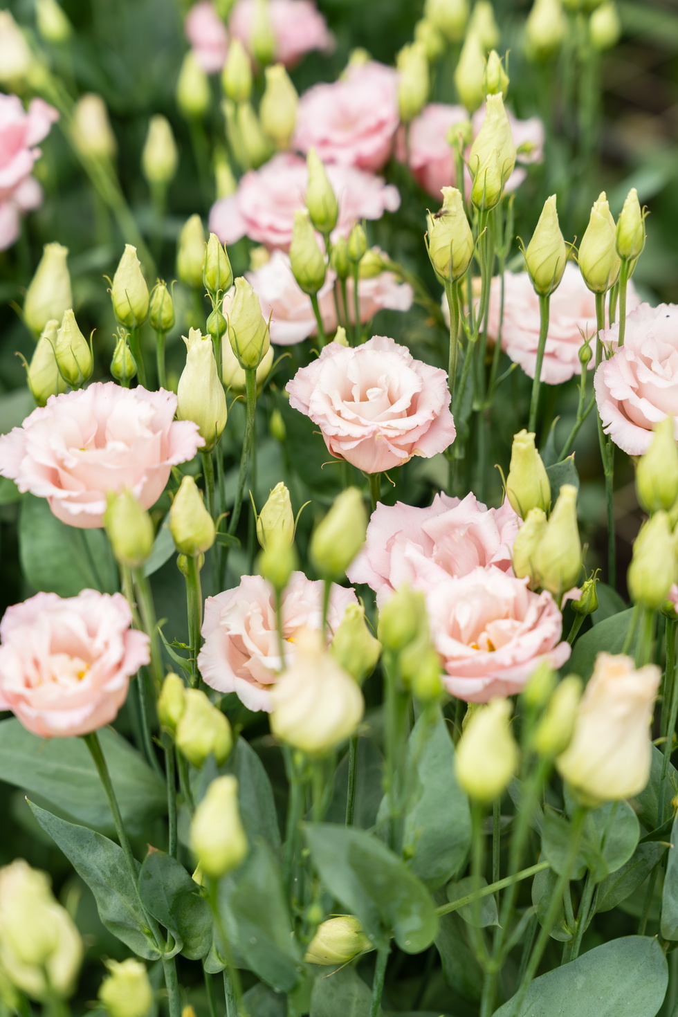 Roze lisianthus bloemen met groene knoppen in een tuin