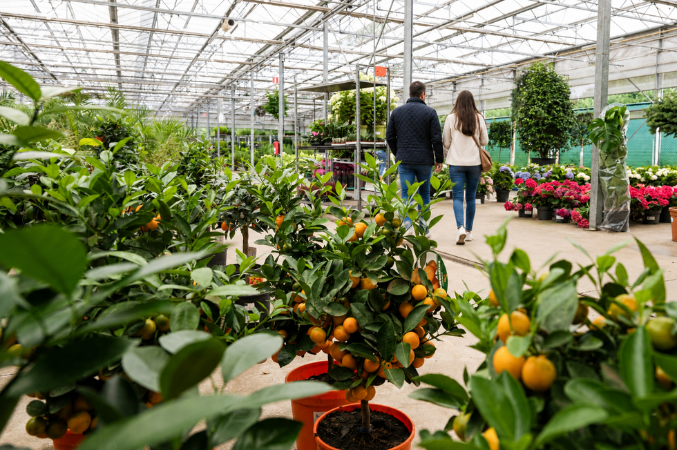 Twee mensen lopen door een kas vol groene planten en oranje vruchten.