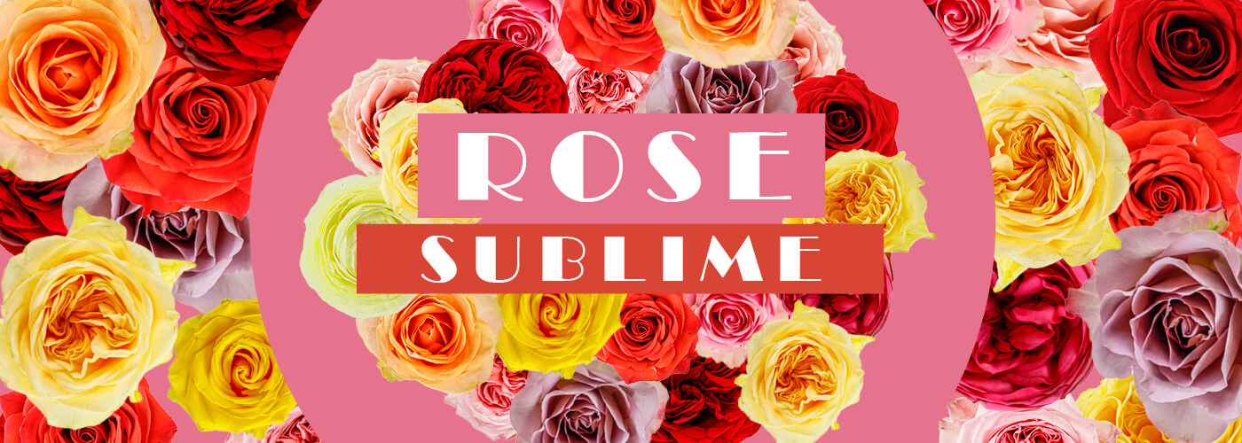 ROSE SUBLIME