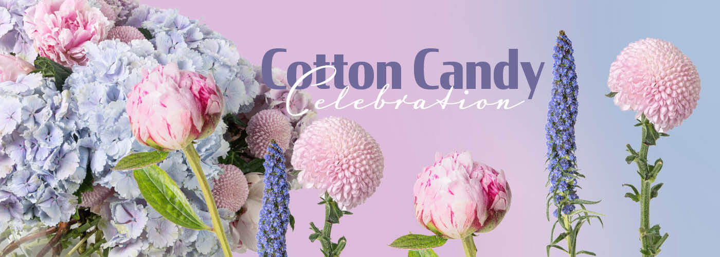 COTTON CANDY CELEBRATION