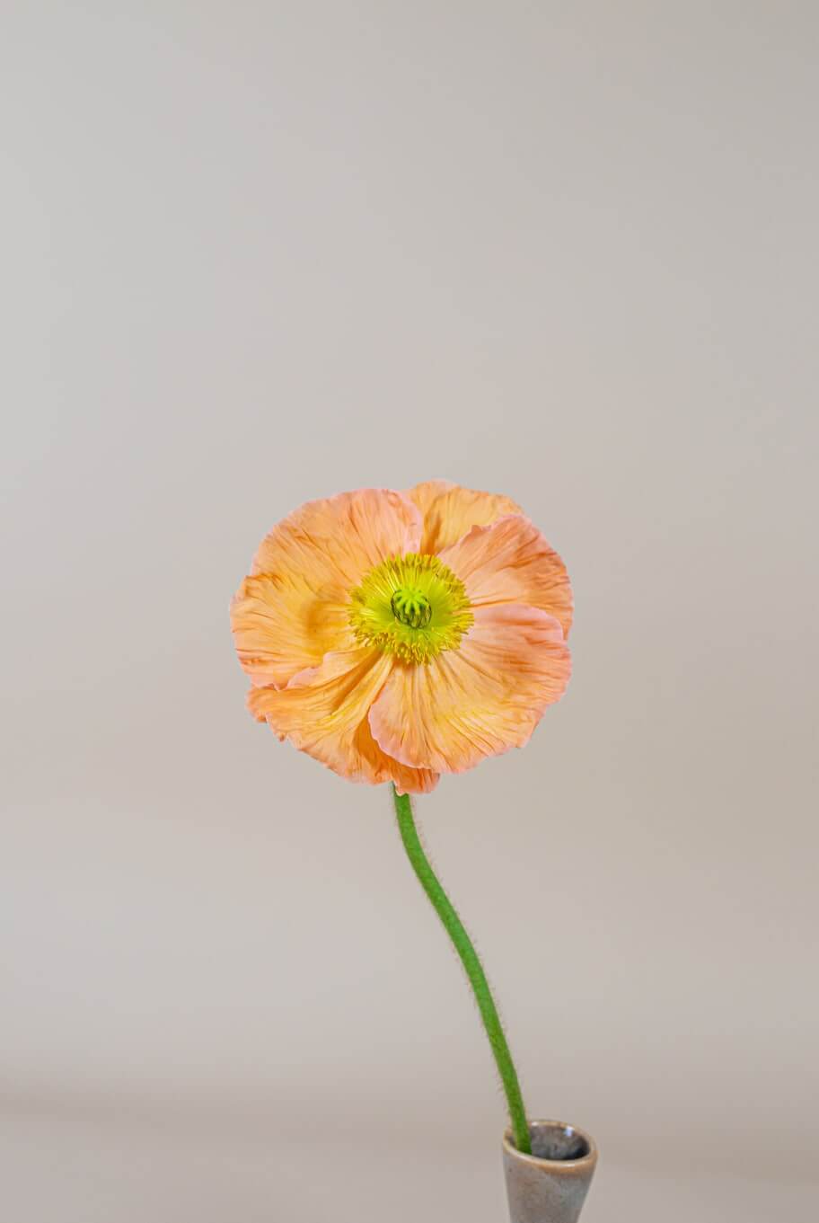 Papaver