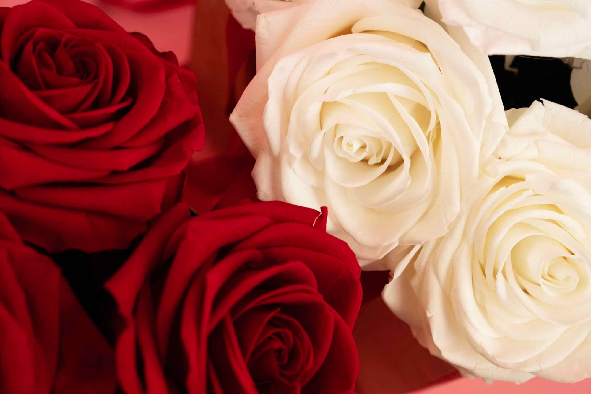 Valentijn Agora - Rode en witte rozen