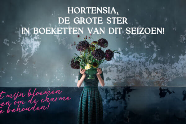 Hortensia