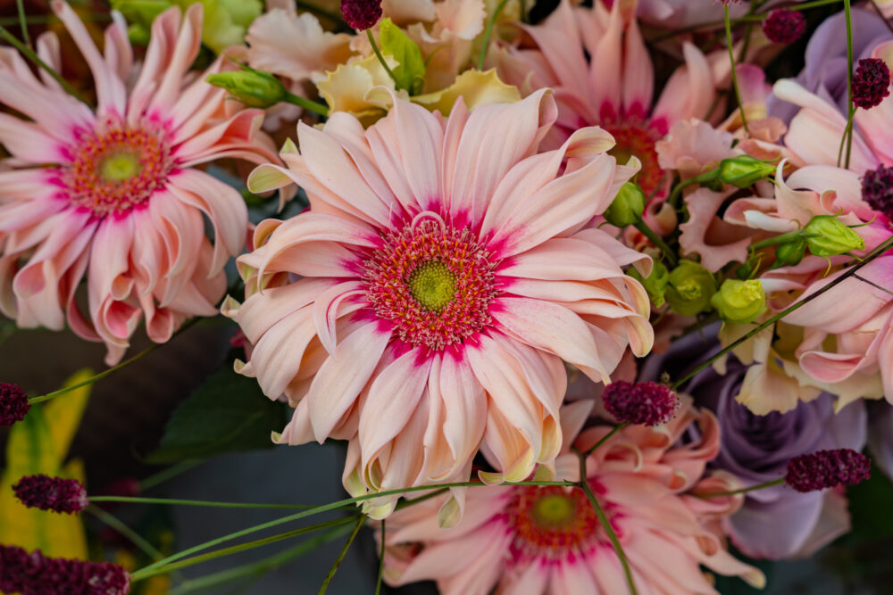 Gerbera November - Flower of the Month